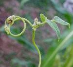 Picture of bean plant curling in space looking for something to climb on.